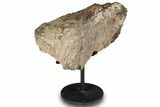 Fossil Theropod Vertebra Section w/ Metal Stand - Colorado #294839-2